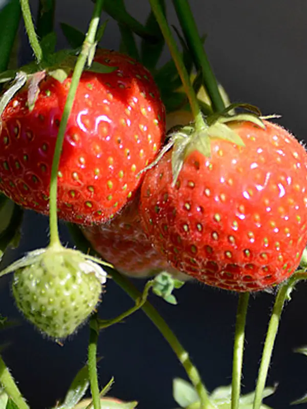 Jordgubbar 3