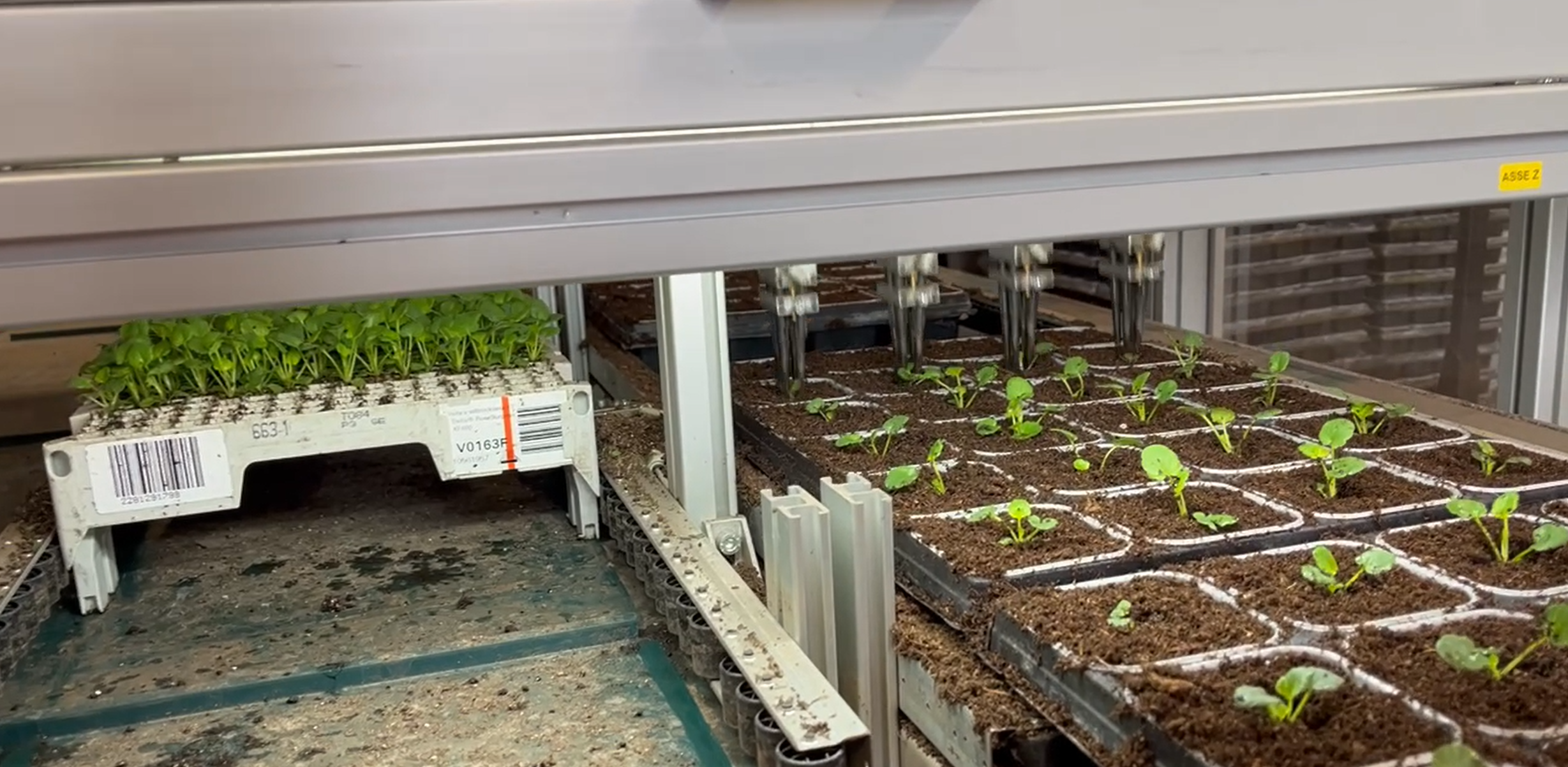 Plantering Penséer Maskin