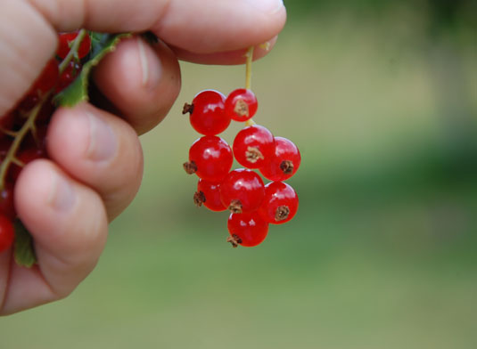 Vinbarfinger