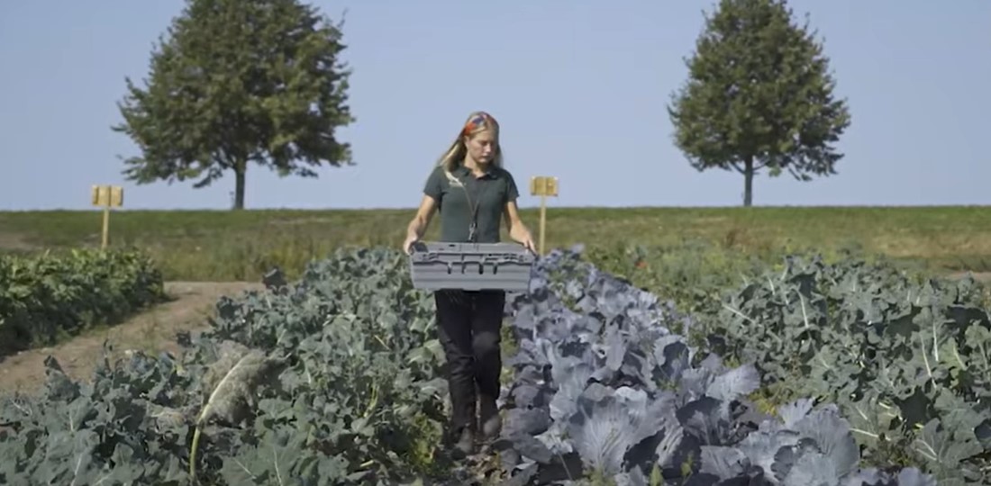 Film Jobba Grönt Siri