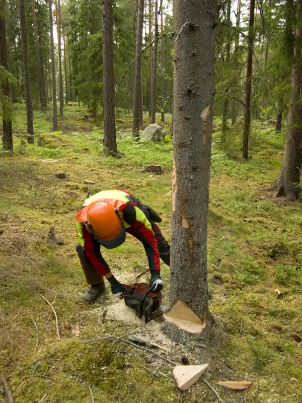 Skogsagare Hugger. Klicka för att se visa hela bilden.