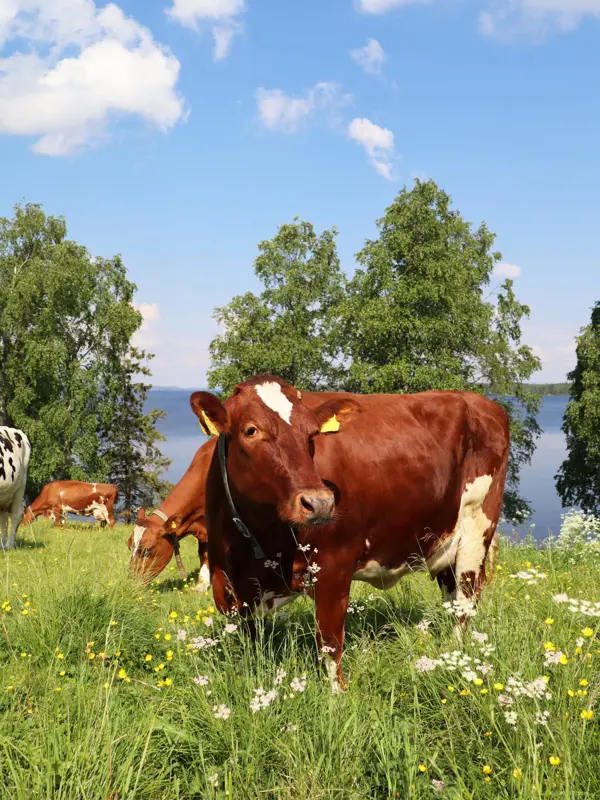 Ko På Bete Vilhelmina 2