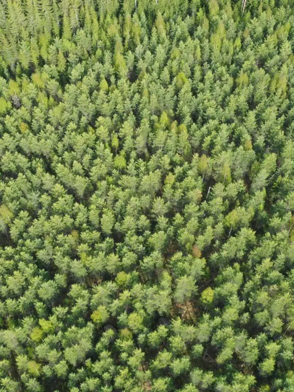 Skog
