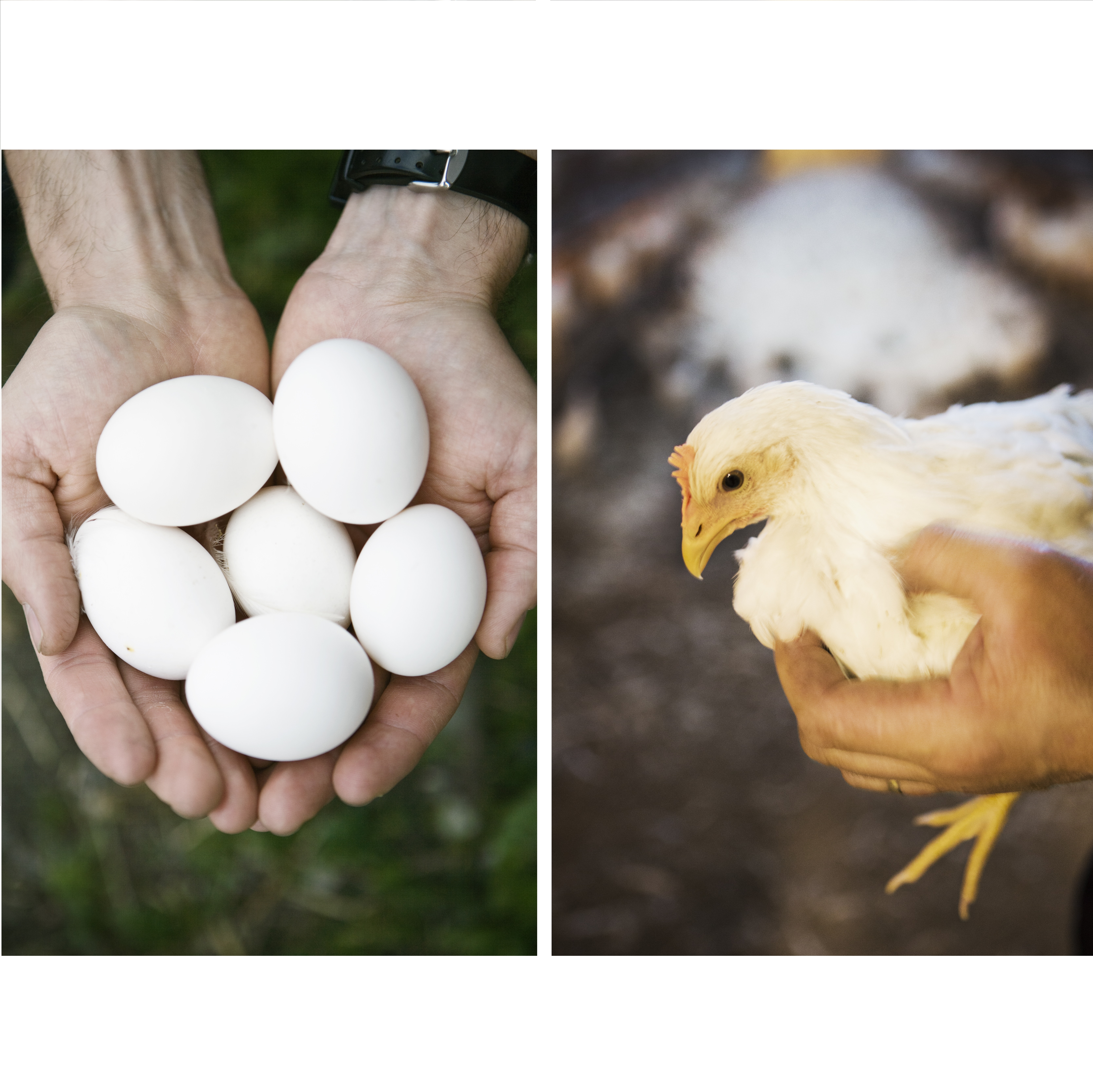 Ägg Kopia