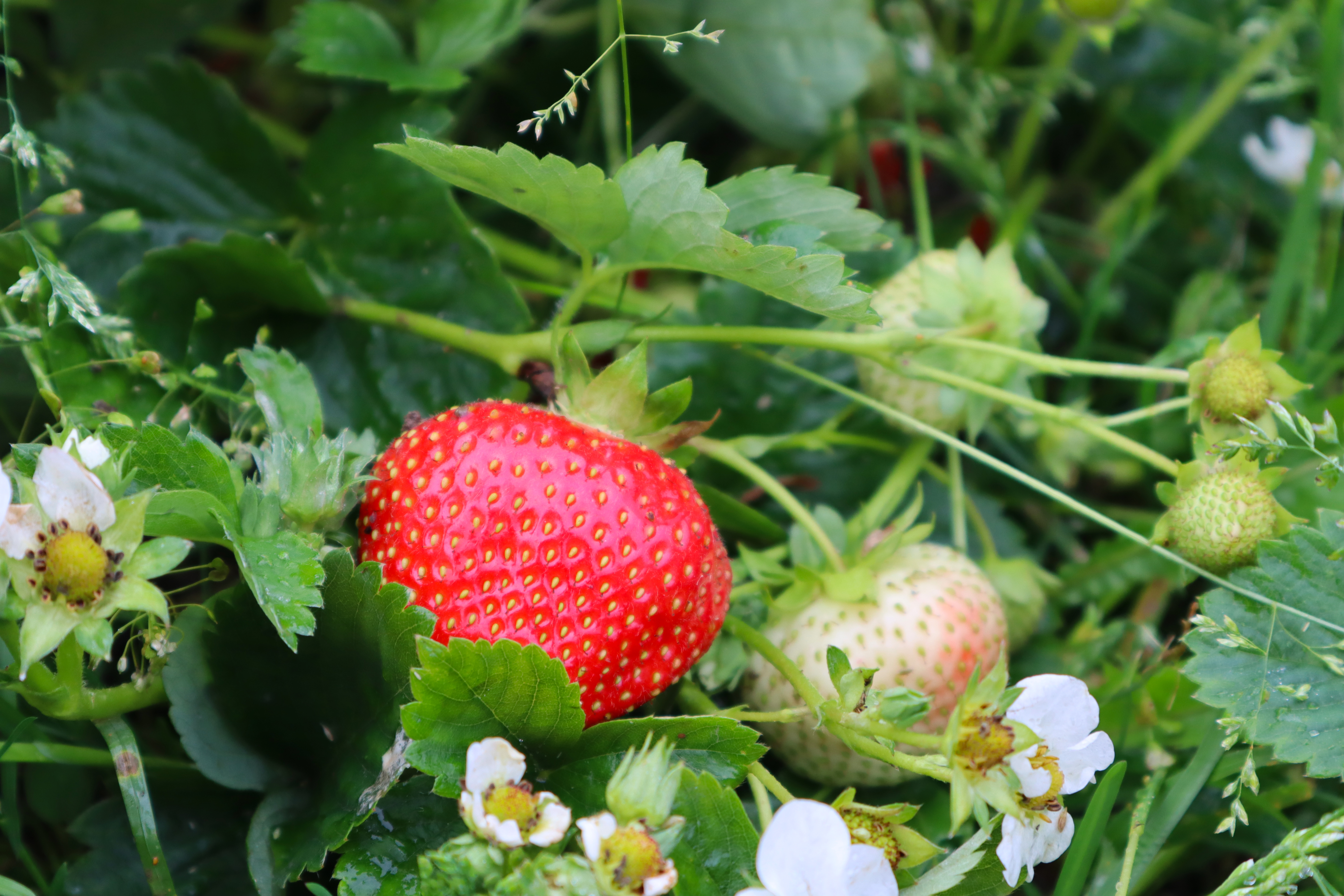 Norrbotten Jordgubbealvsbyn Evacarlsson