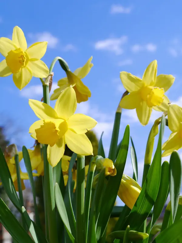 Daffodils 2127010 1280