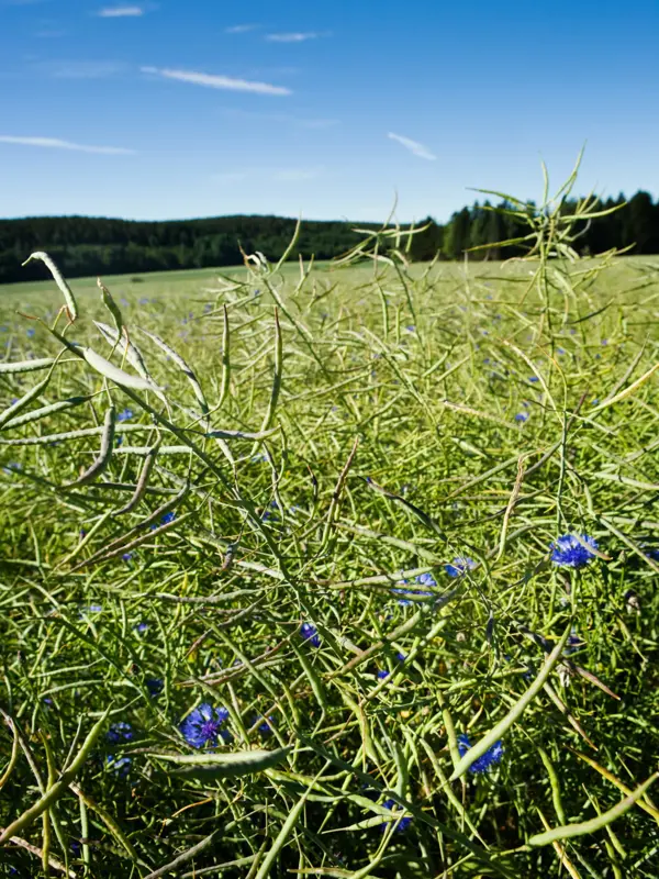 Målilla X0361