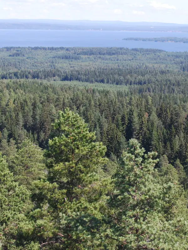 Skog Dalarna. Klicka för att se visa hela bilden.