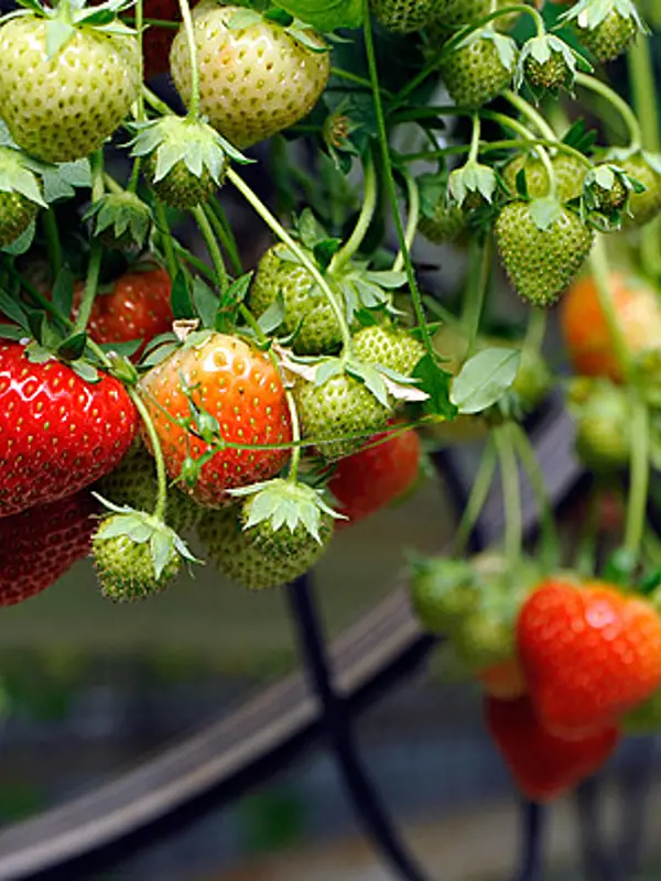 Jordgubbar 5