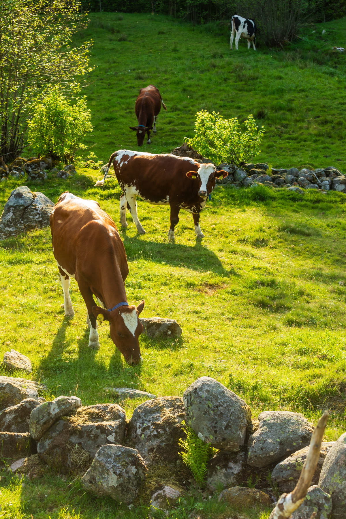 Strandrothsfotografi Lrf Kilandasateri 62 (1)
