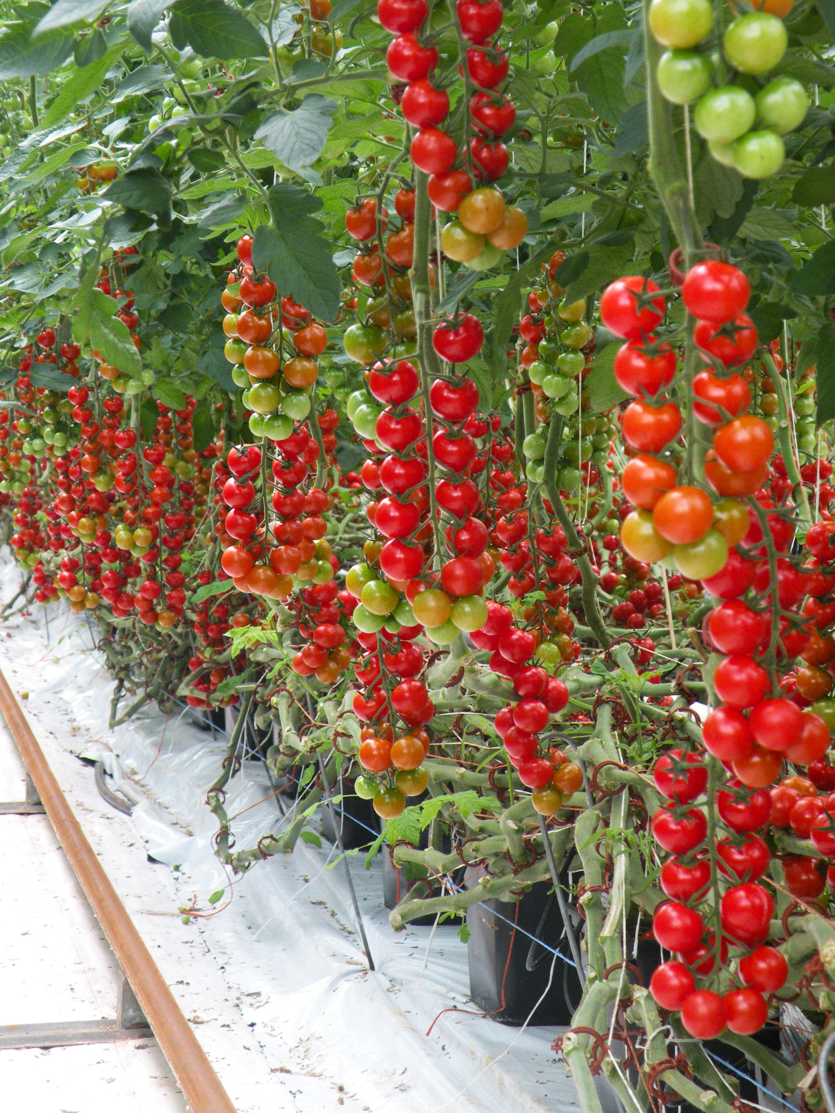 Tomatplanta