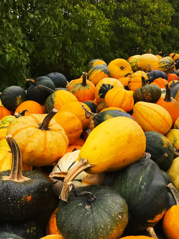 Pumpor Olika Farger