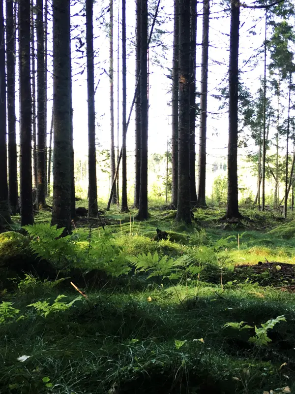 Skog3